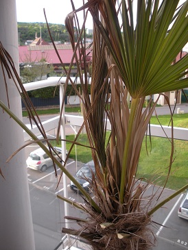 palmier 2.jpg