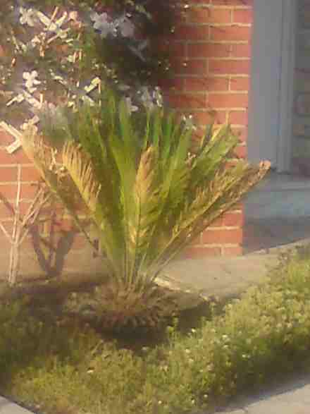 Cycas planté en mai 2011, protégé cet hiver avec une protection passive (voile en triple couche)