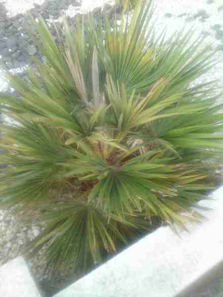 Chamarops humilis