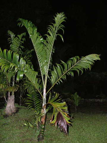 dypsis sp mayotte