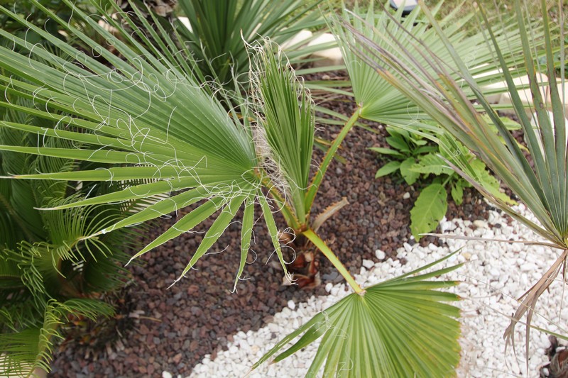 Le Wash Robusta pousse bien avec de belles nouvelles palmes. Des que la température augmente, ça va vite!