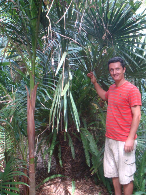 rhapidophyllum hystrix.jpg