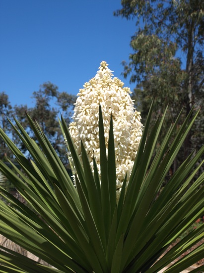 Yucca treculeana (provenance Pépinière de l'Huveaune et acheté sous le nom de Yucca arborescens) en floraison.
