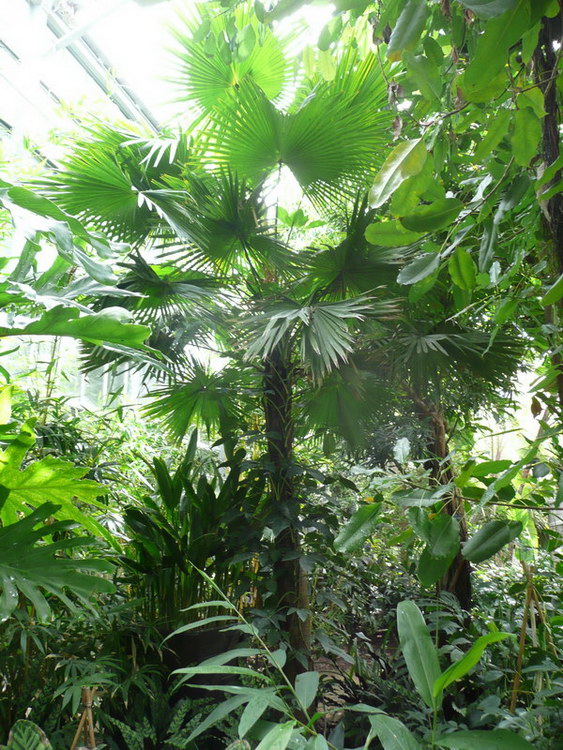 Livistona Rotundifolia