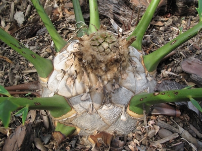 Encephalartos hybride, cône 2012, N°1.jpg