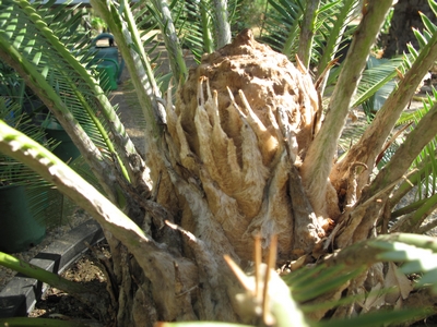 Dioon edule, cône en aout 2012, N°2.jpg