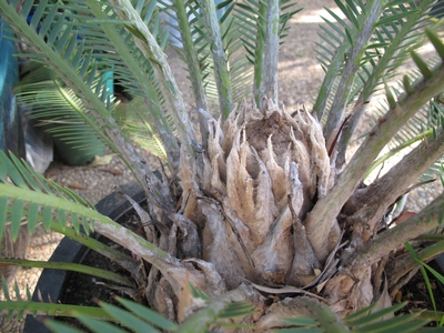 Dioon edule, cône en aout 2012, N°1.jpg