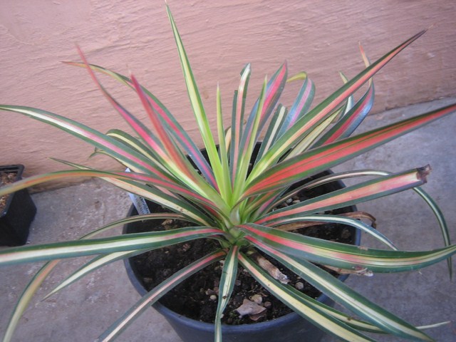 yucca aloifolia mediopicta tricolor (3) [640x620].JPG