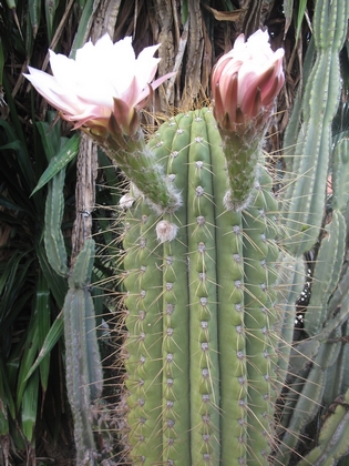 ,Fleurs sur un Echinopsis pasacana d'environ 35 ans.jpg