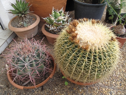 E.grusonii er Ferocactus emoryi.jpg