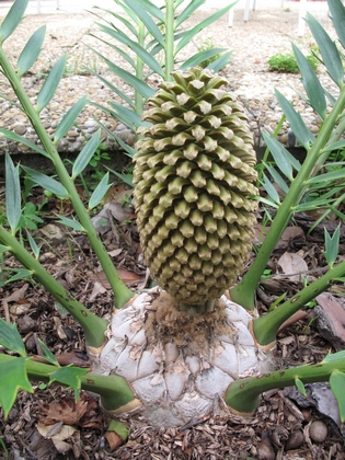 Encephalartos hybride, cône( full size ) 2012, N°4 jpg.jpg