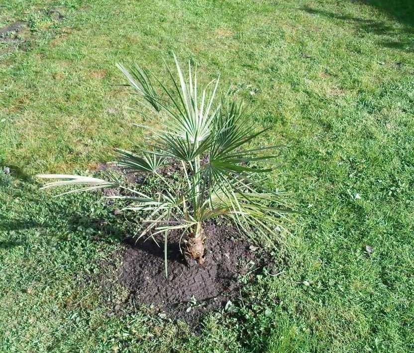 premier palmier