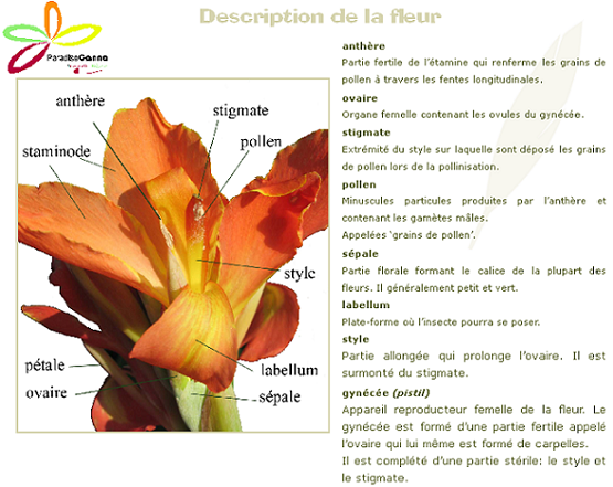 Description de la fleur 'Canna indica'
