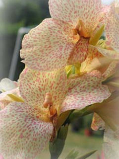 Canna 'Confetti'