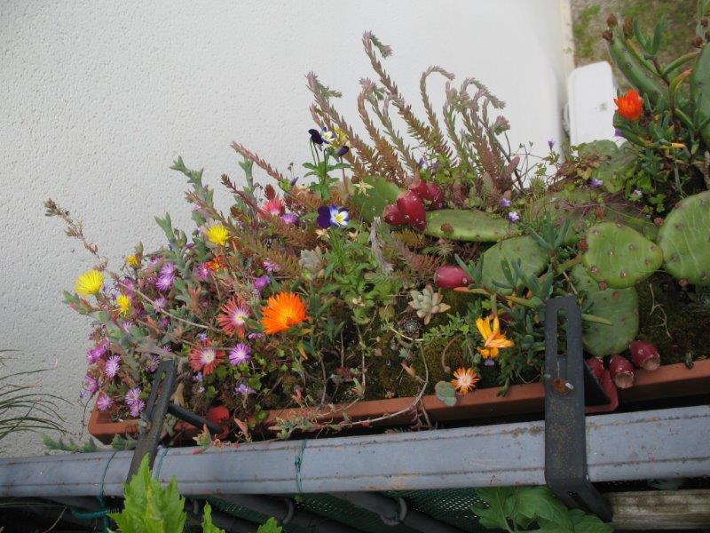 La jardinière toujours plus fleurie...