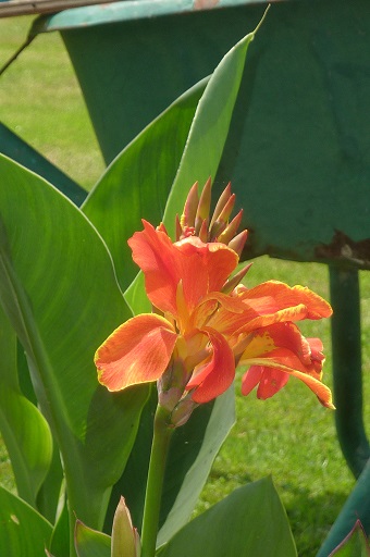 canna Caribbean Sunset.jpg