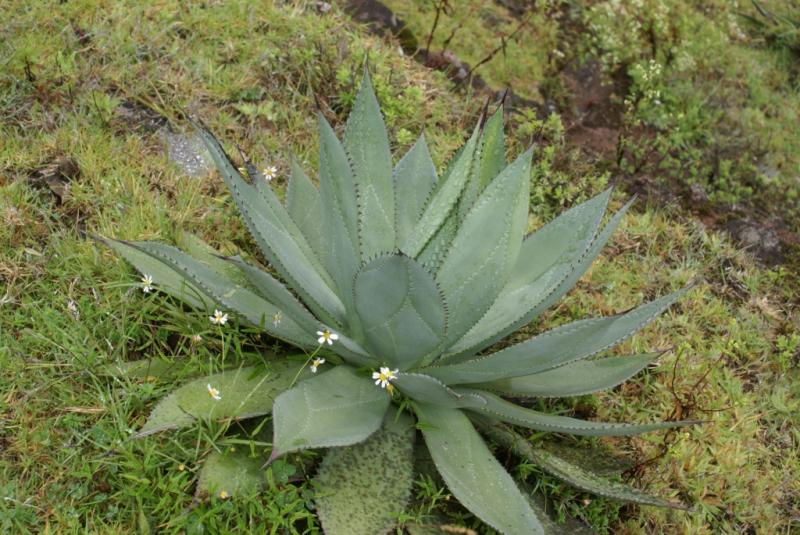 Agave obscura.jpg