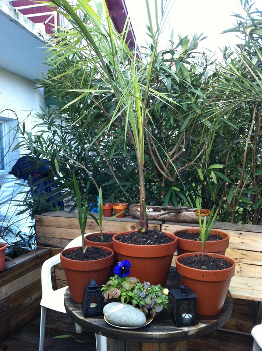 Les ptits bébés ( plantules de butiagrus, jubutia f1, jubutia f2, jubaea, parajubaea)