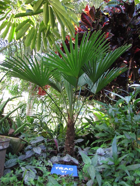 Le Trachycarpus wagnerianus.jpg