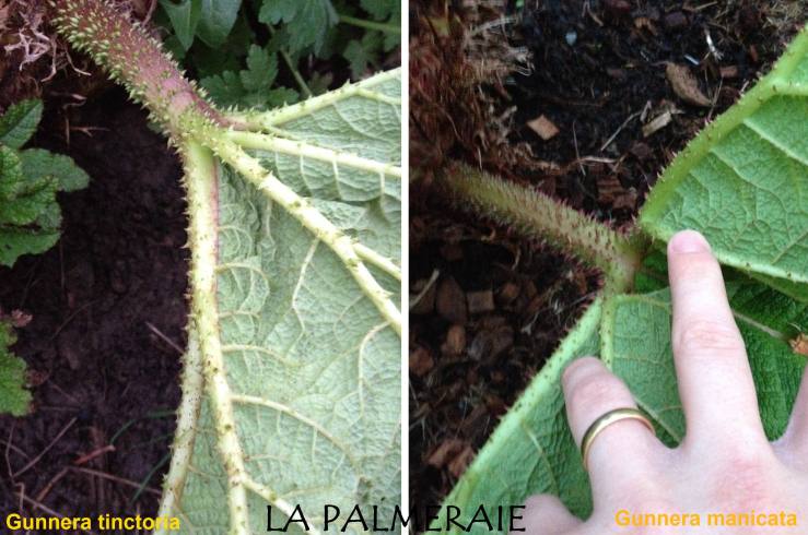 Gunnera 3 fous.jpg