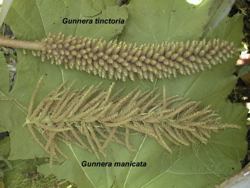 Gunnera_flowers.jpg