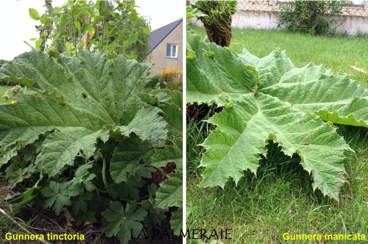 Gunnera 1a fous.jpg