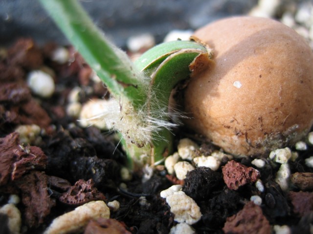 dioon edule 006 [640x480].jpg