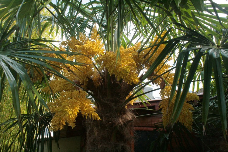 male trachycarpus flowering.jpg