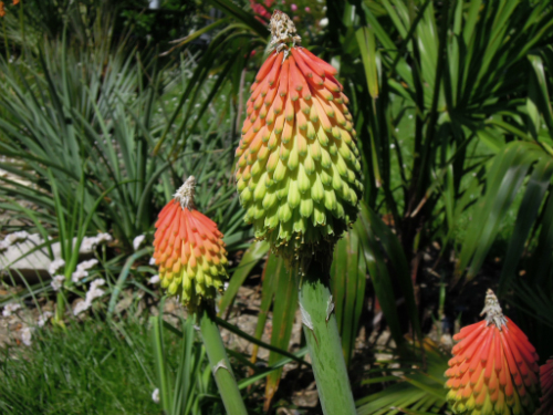 Kniphofia &quot;Royal standard&quot;