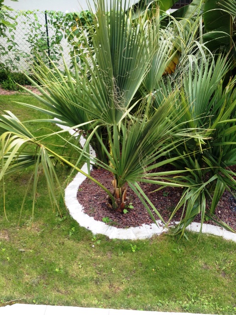 floraison palmeto1.jpg