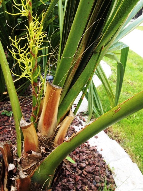 floraison palmeto2.jpg