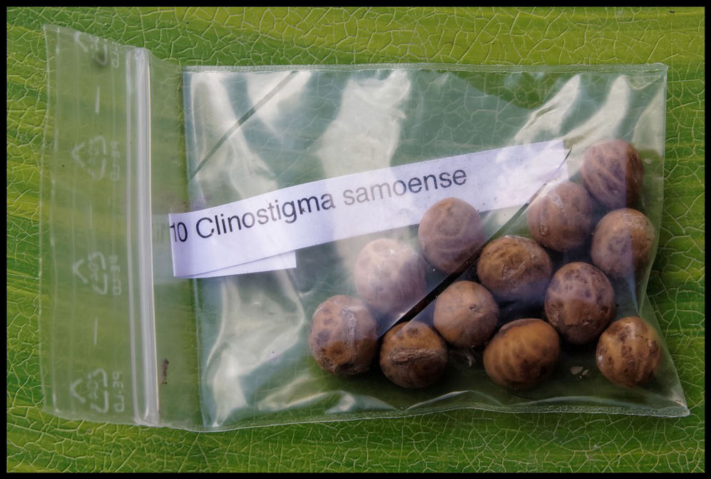 Clinostigma samoense 2014-12-27.jpg