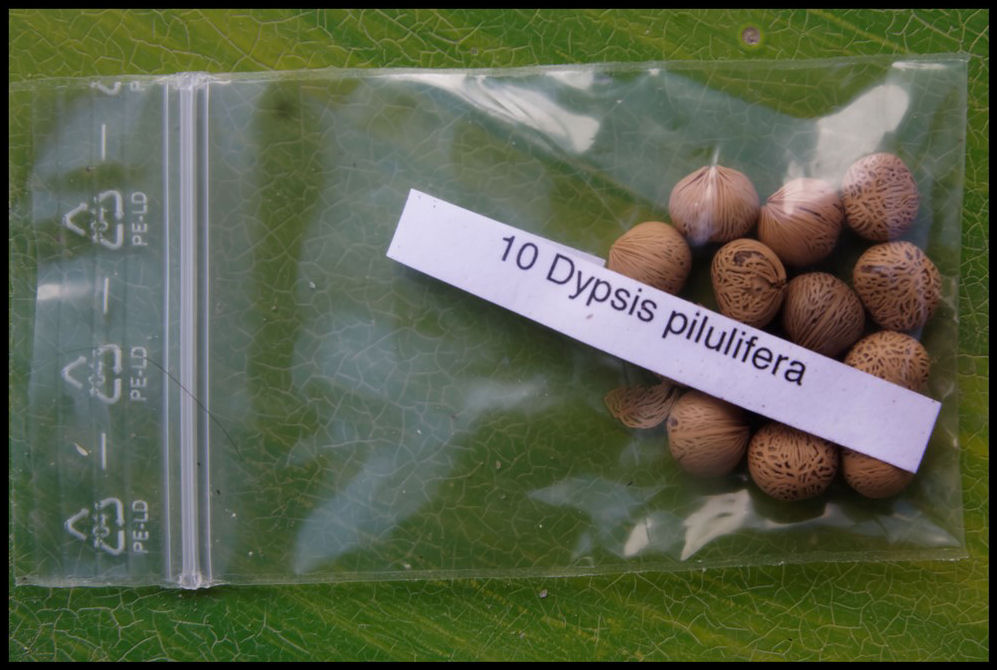 Dypsis pilulifera 2014-12-27.jpg