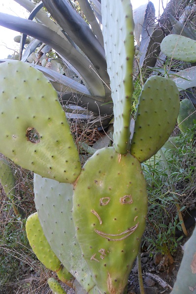 cactus rigolo