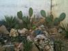 Cactus Vaucresson.JPG