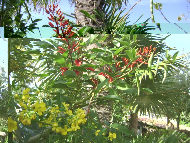 DSC02793 Erythrina crista-galli 2 eme floraison le 07 octobre.jpg