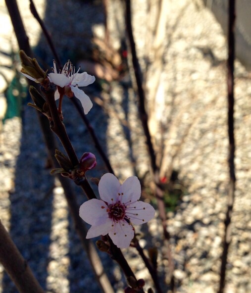 Prunus pissardii nigra