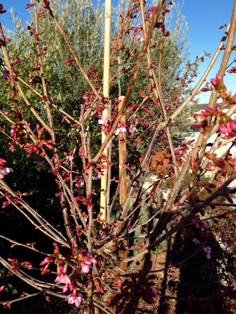 Prunus okame