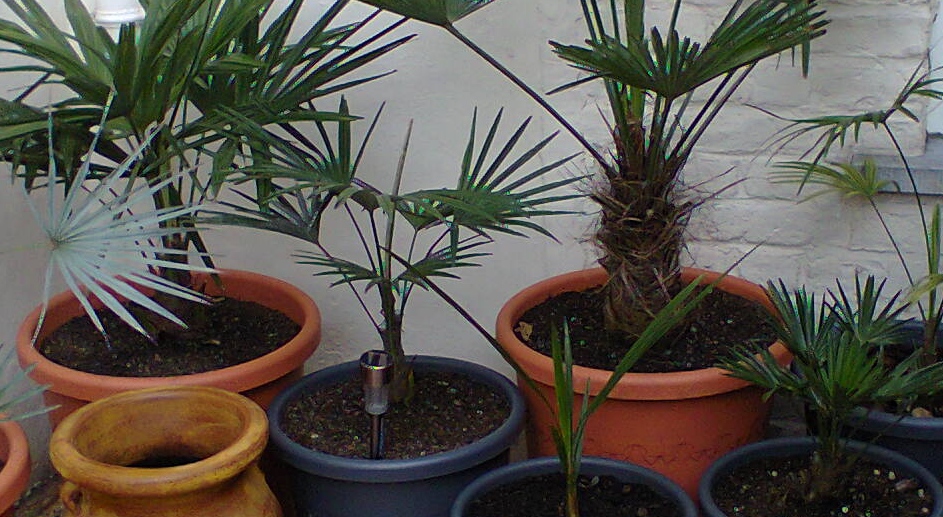 Trachycarpus, Chamaerops humilis et Butia