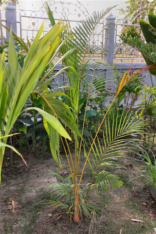 Dypsis lutescens 2014-02-08.jpg