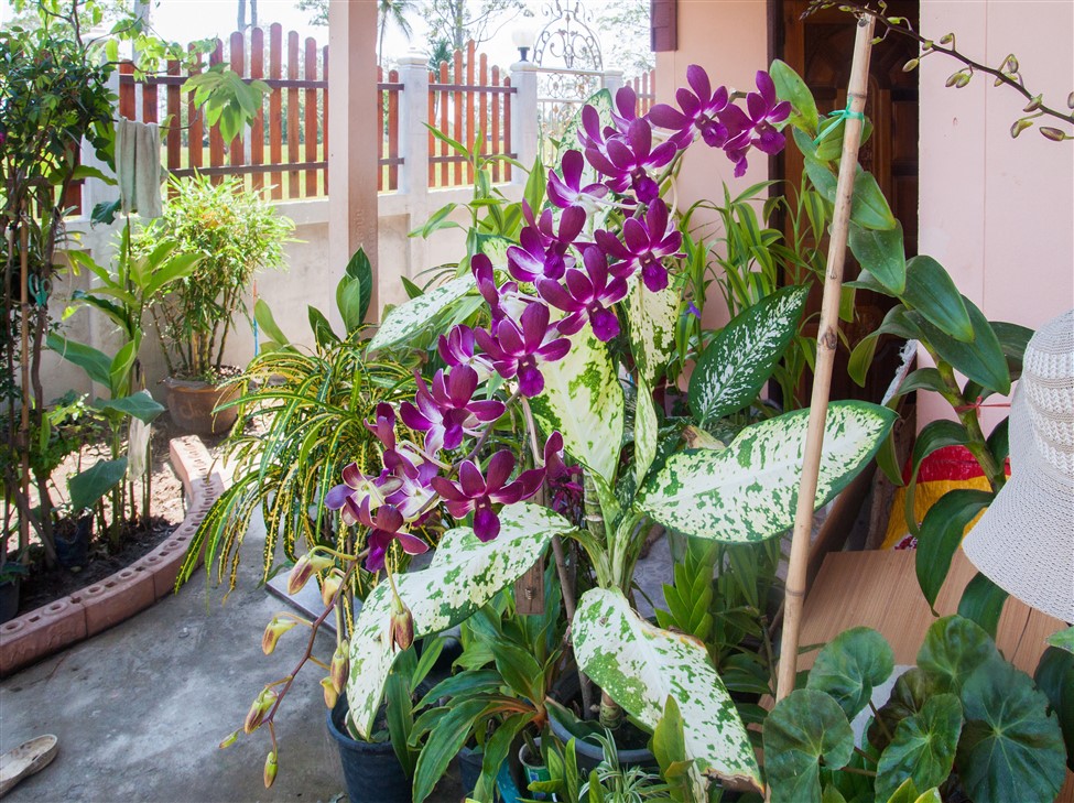 Orchidees 2015-03-28.jpg