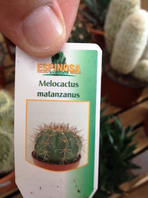 melocactus.jpg