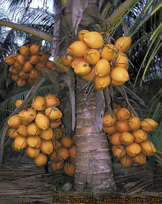 Tahiti Red Dwarf Coconut2.jpg