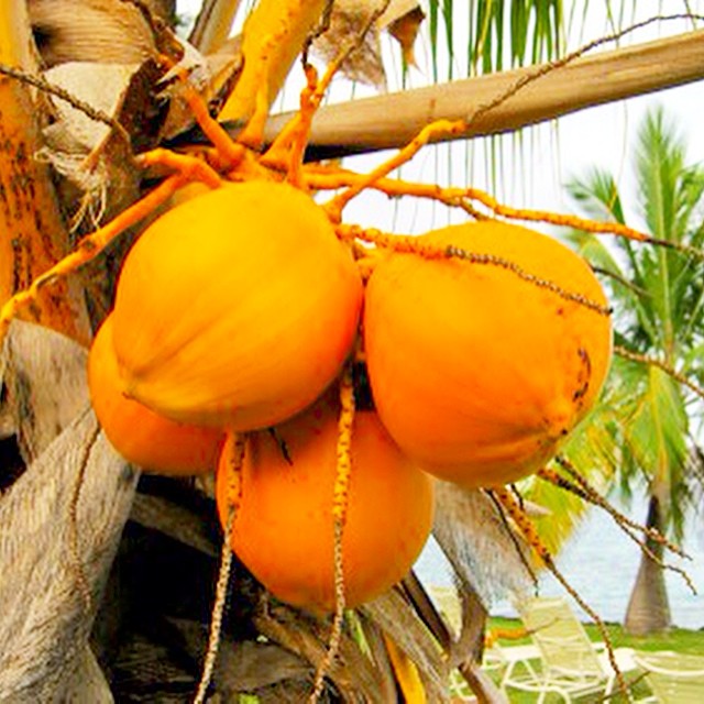 Tahiti Red Dwarf Coconut.jpg