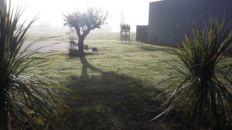 Ce matin au lever du soleil, cordyline australis, olivier, pin parasol