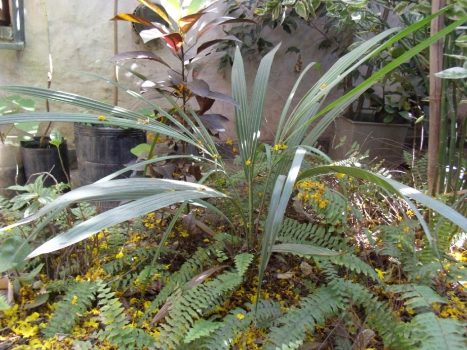 Beccariophoenix, germé 2010, planté fin 2010. Patio protégé.
