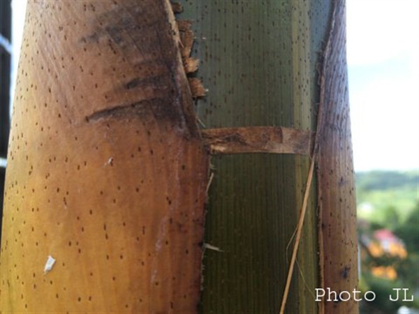 3  Un lacet qui apparaît entourant le stipe et l'inflorescence sous le manchon foliaire ...21 01 20.jpg