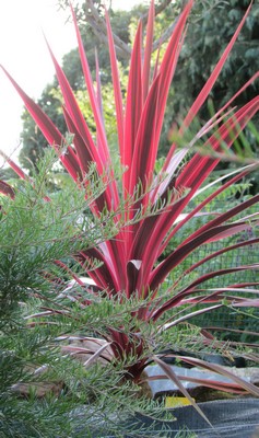 cordyline sunrise (Copier).JPG