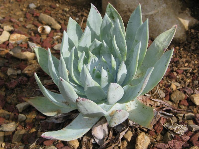 Dudleya brittonii.jpg