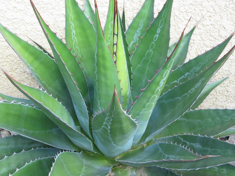 Agave montana1.jpg